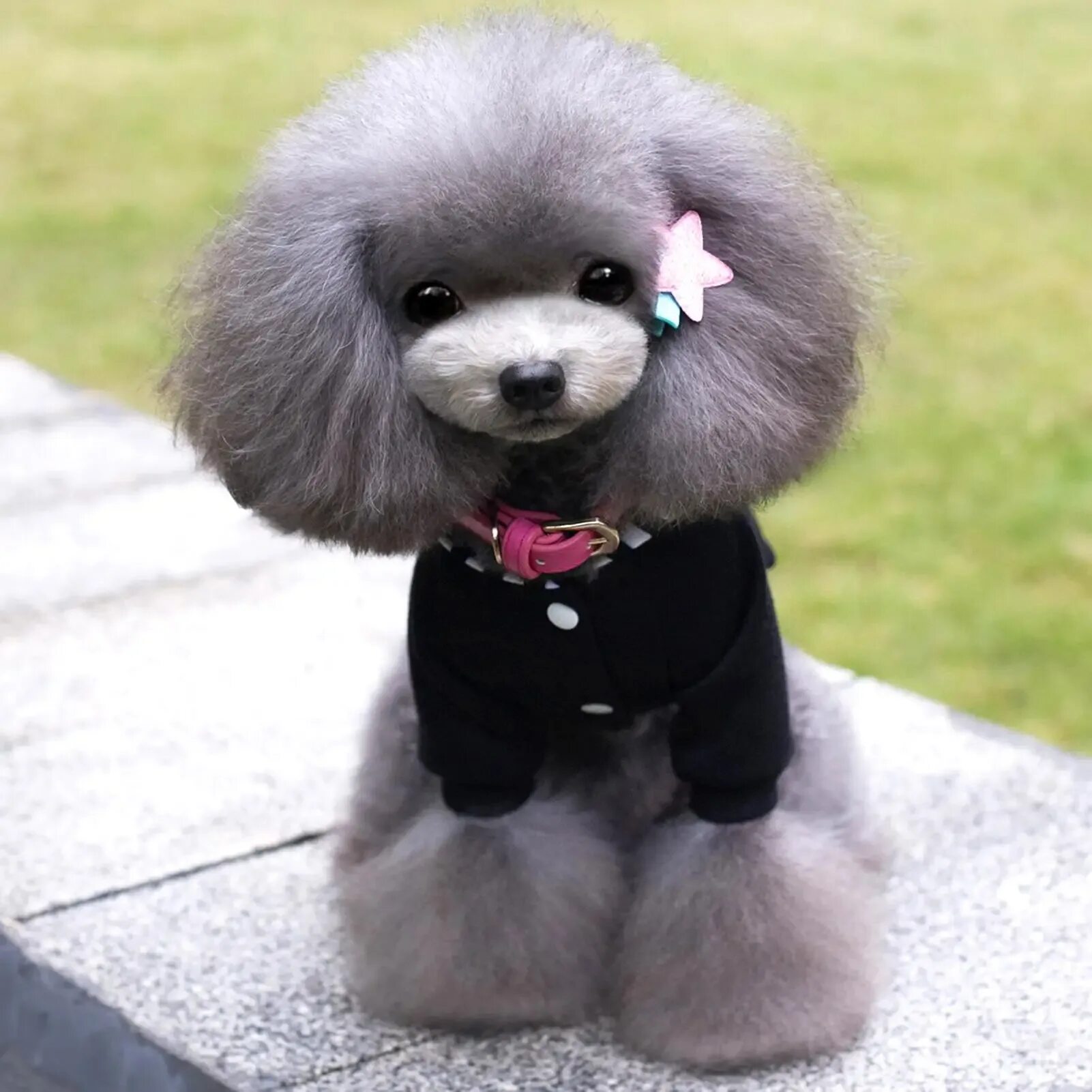 той пудель тедди. тедди пудель. той пудель тедди. той пудель тедди тикап. микро тедди пудель.