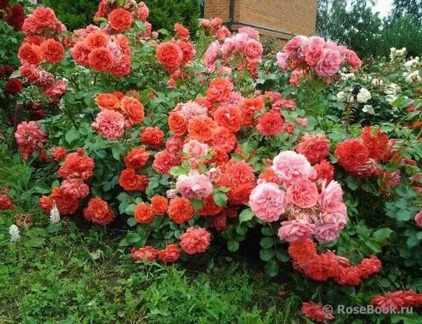 РОР / САЖЕНЦЫ ПИТОМНИКА / Розы / UETERSENS ROSENKONIGIN (Ютерзенс Розенконигин)