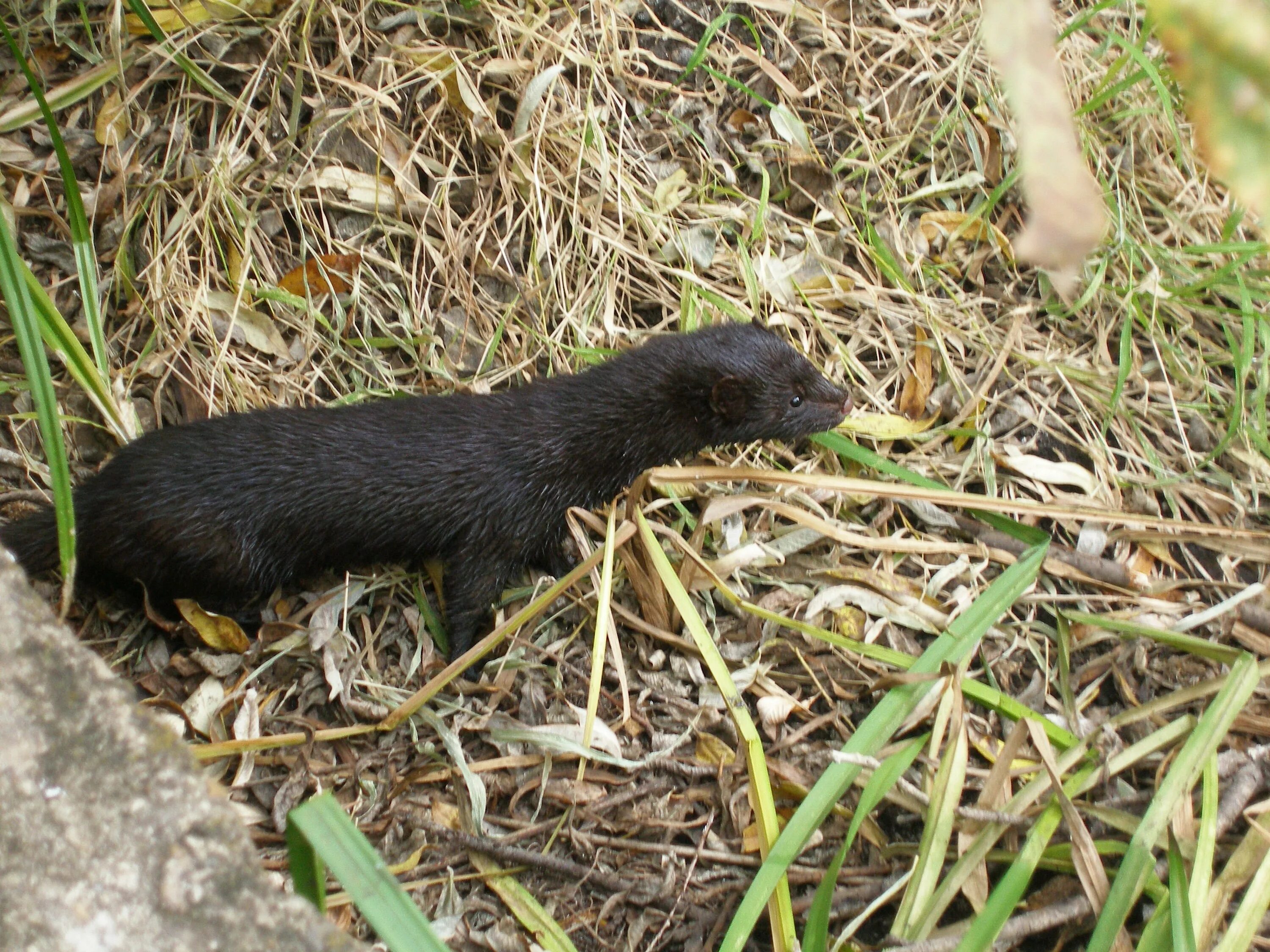 Mustela lutreola). Mustela lutreola норка. Норка ночка черный хорек. Европейская норка (mustela lutreola). Среднерусская европейская норка.
