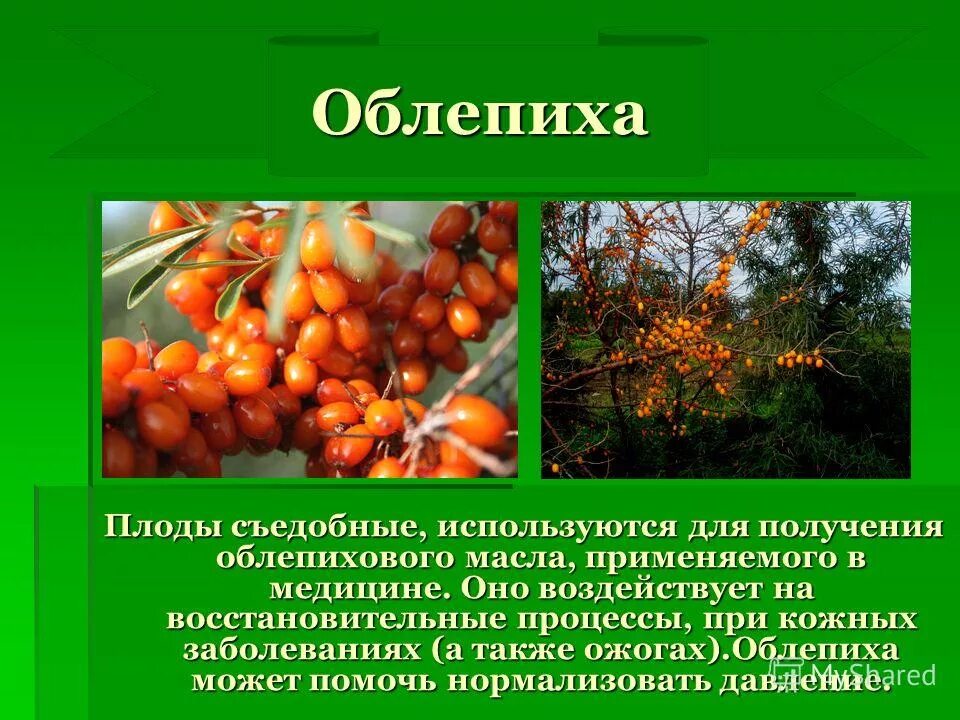 Облепиха лекарственное растение сообщение 6 класс. Облепиха презентация. доклад про облепиху. облепиха сообщение. облепиха лекарственное растение.