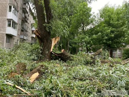 Упала дерева во дворе