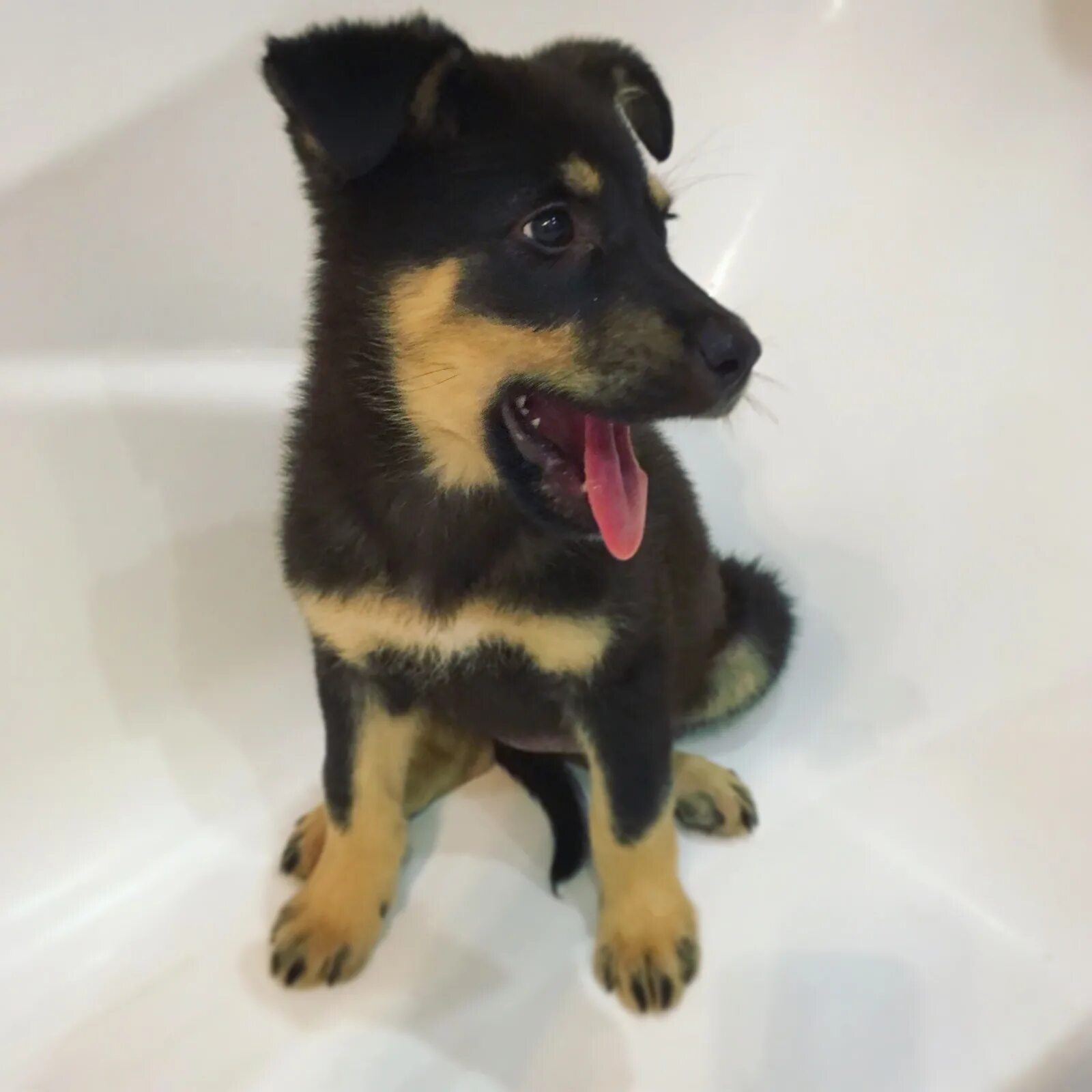 Клички для собак мальчиков дворняжек. Клички маленьких дворняжек. Клички маленьких дворняжек. Клички для собак мальчиков русские дворняжек. Имена для собак мальчиков дворняжек.