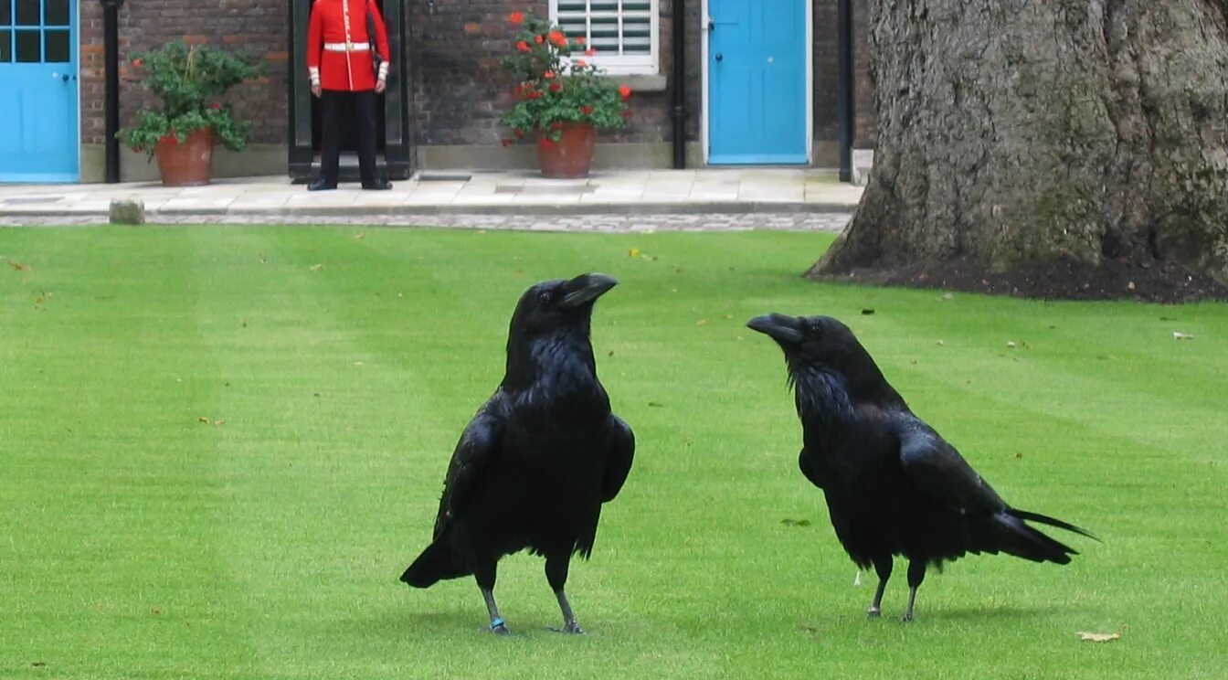 The ravens are the unique. Лондонский Тауэр вороны. Тауэр вороны Легенда. Вороны в Тауэре. Вороны в лондонском Тауэре.