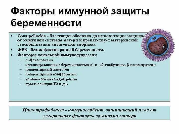 Иммунный риск. Факторы невынашиванания беременности. Иммунологические причины невынашивания беременности. Фактор ранней беременности. Факторы иммунной защиты.