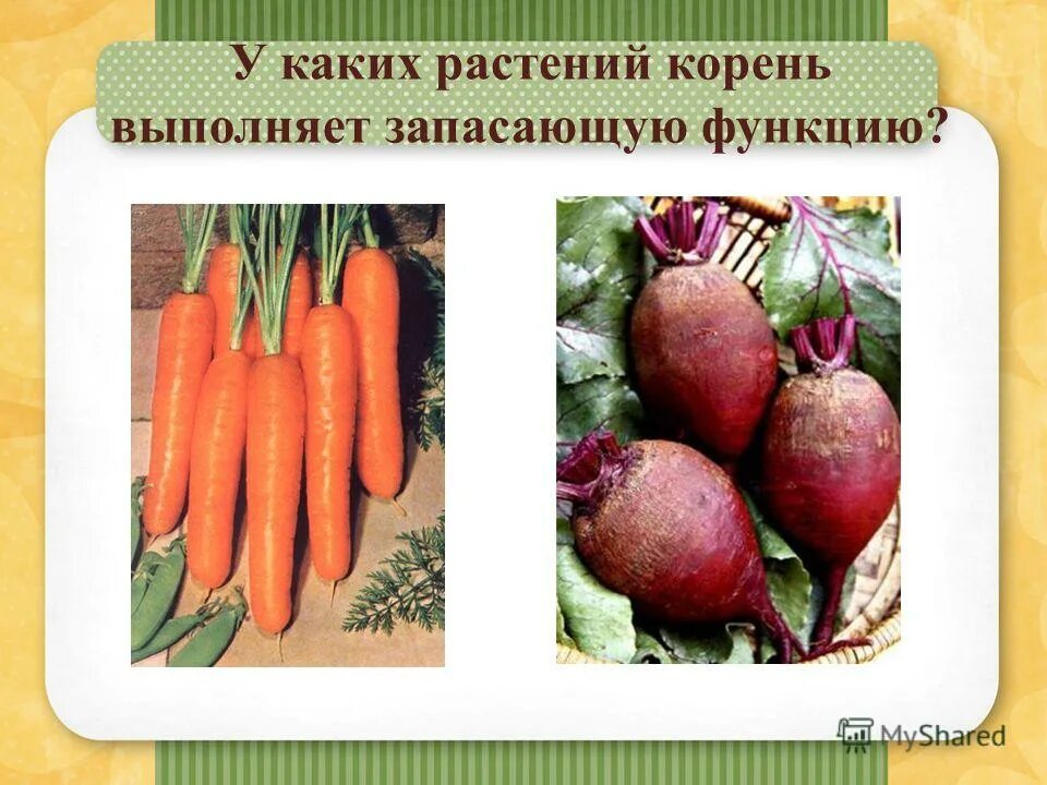 Какое видоизменение корня у свеклы. Какое видоизменение корня у свеклы