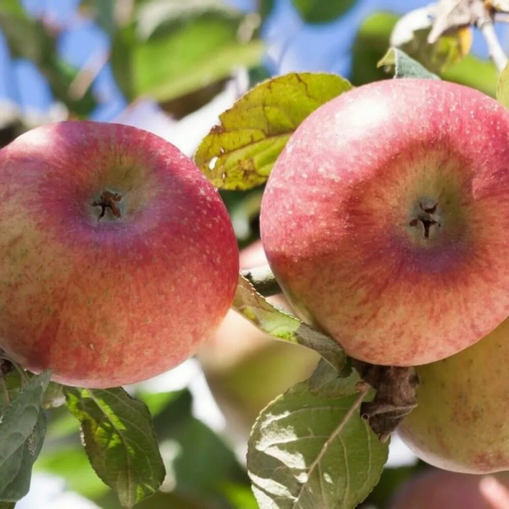 Яблоня Коробовка. Яблоня сорт конфетное. Яблоня Malus domestica. Сорт яблок Башкирская красавица.