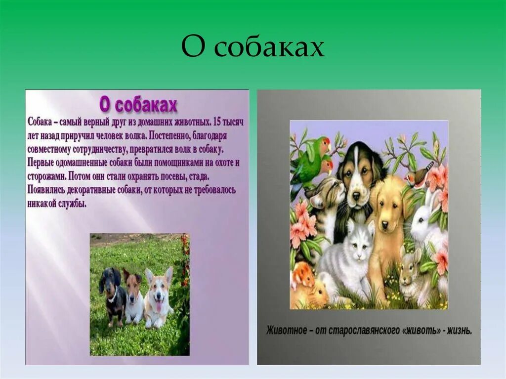 Окружающий мир рассказ о питомце 1 класс. Проект про домашнего питомца 1 класс про собаку. Проект домашние животные 1 класс. Проект о домашнем питомце 1 класс окружающий мир о собаке. Проект домашние питомцы 1 класс окружающий мир про собаку.