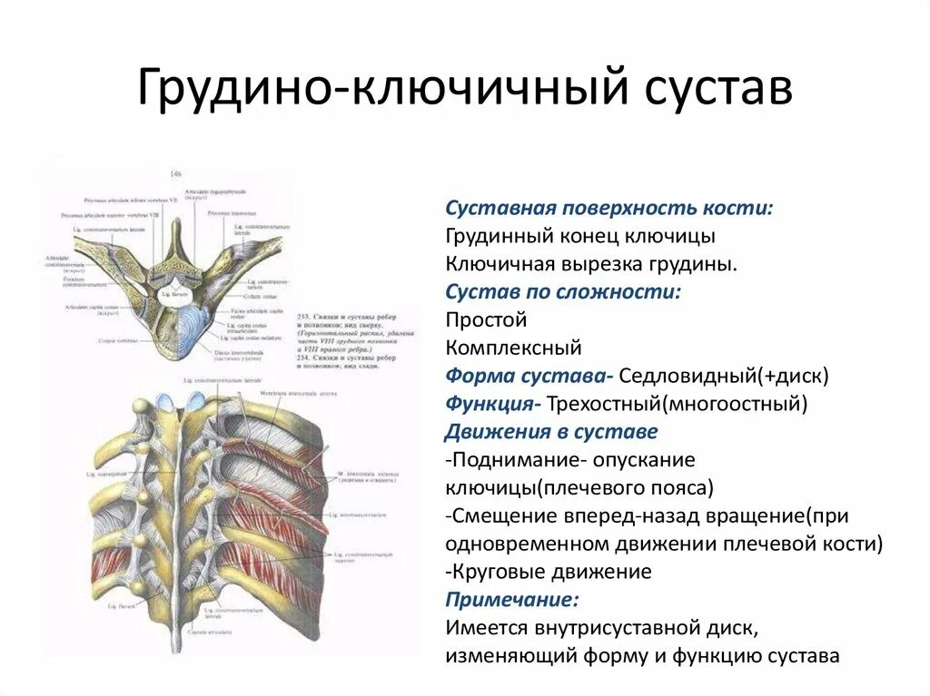 Соединение костей ребер. Движения в грудино-ключичном суставе. Грудино ключичный сустав классификация. Грудино ключичный сустав вспомогательные элементы. Элементы грудино ключичного сустава.