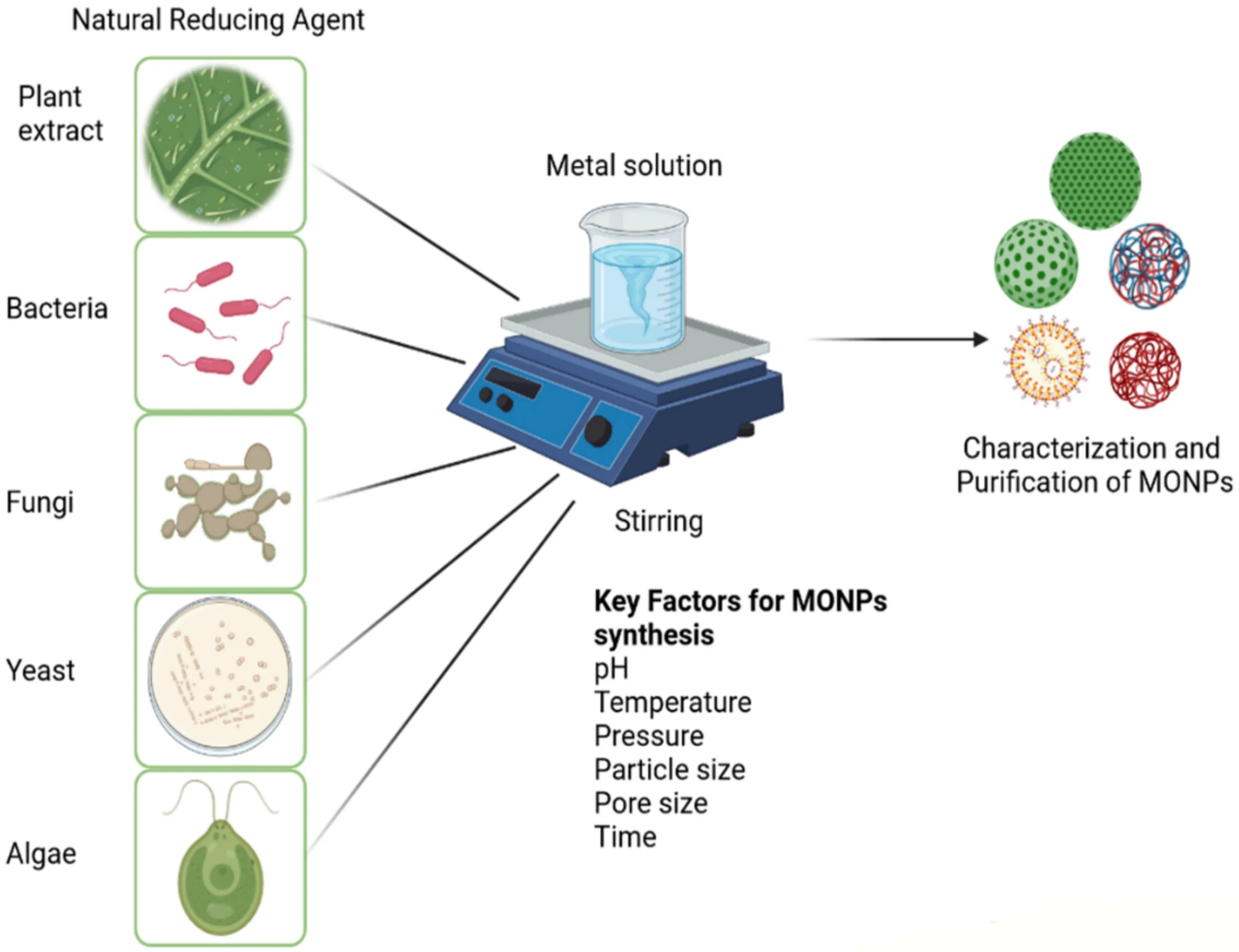 Synthesis of metals. Metal oxide nanoparticles. algae extract and nanoparticles. synthesis green metrics. biorender.