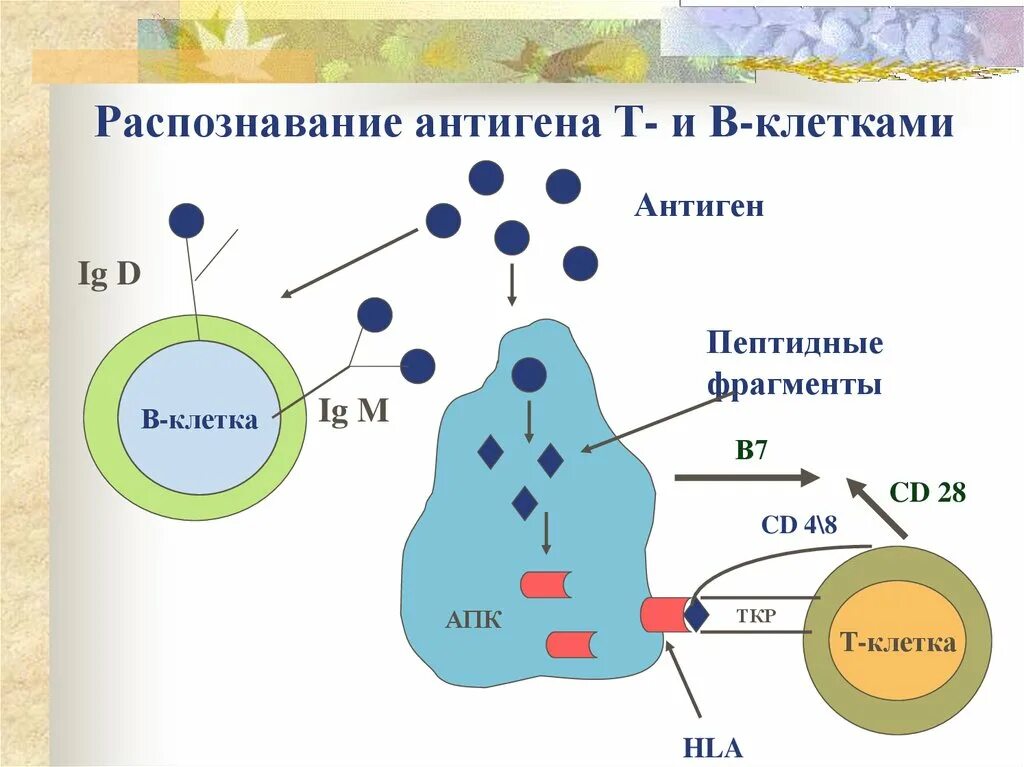 Распознавание антигенов