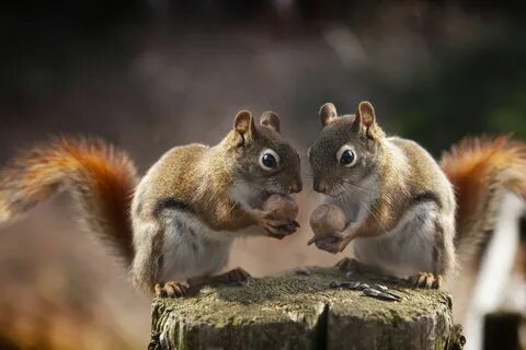 Animal Squirrel Wildlife Rodent Wallpaper Обои Фоны, Фоновые Изображения, К...