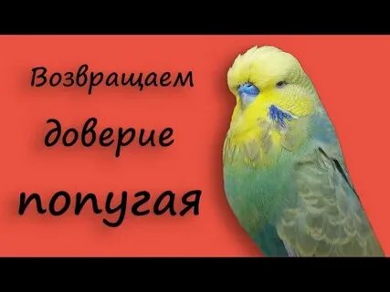 Мама подарила мне попугая потому что