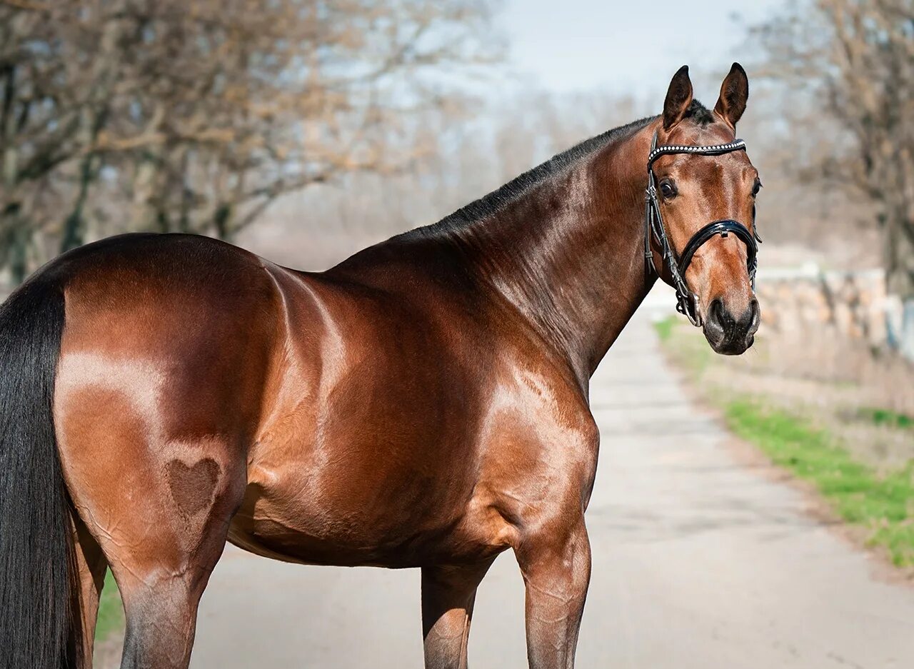 Рассмотрите фотографию коричневой лошади с черными ногами. Темно гнедая масть лошади. чистокровная верховая караковая. липпициан гнедая масть. вишневая гнедая масть.