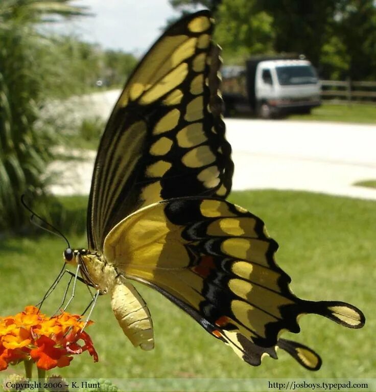 Показать самую крупную бабочки. Papilio homerus. парусник гомера бабочка. гигантские бабочки. самая крупная бабочка.