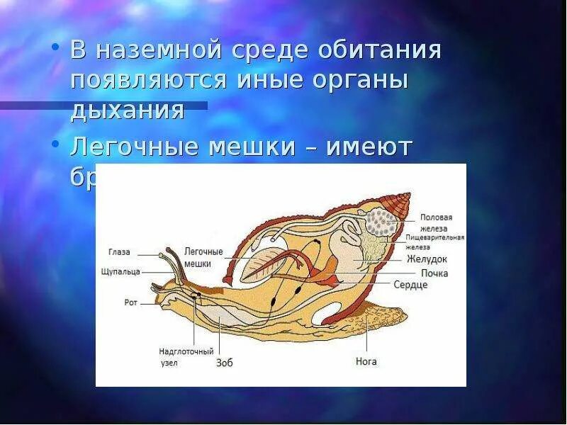Чем дышат брюхоногие моллюски. Дыхательная система моллюсков 7 класс. брюхоногие моллюски дыхание. орган дыхания легочные мешки. органы дыхания брюхоногих.