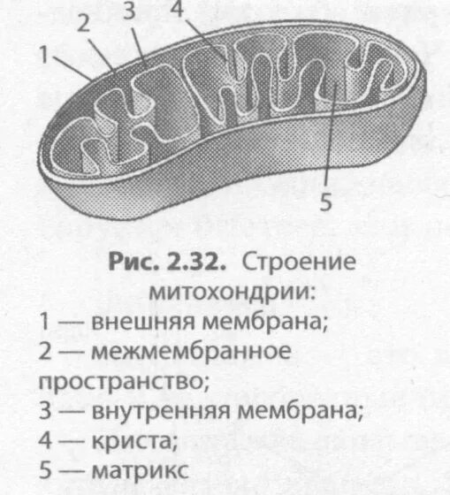 Рисунок органоида митохондрии