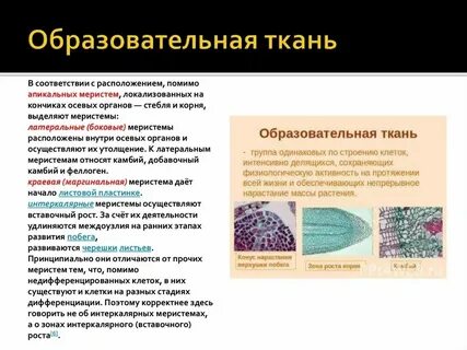 4 какую функцию выполняют клетки образовательной ткани