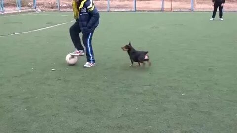 Собака облизала тарелки футболистов