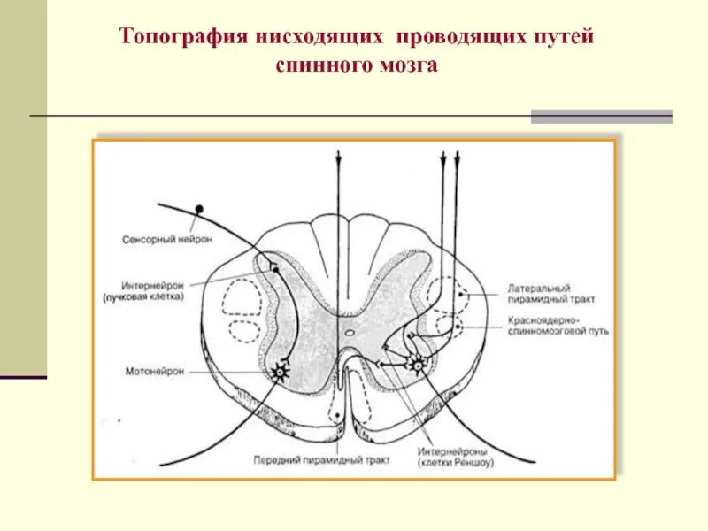 Нисходящие пути спинного. Схема нисходящих путей спинного мозга.. Спинной мозг: топография, строение спинного мозга. Эфферентные пути спинного мозга. Нисходящие пути спинного мозга красноядерный.