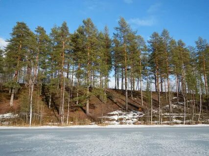 Лесной берег железногорск