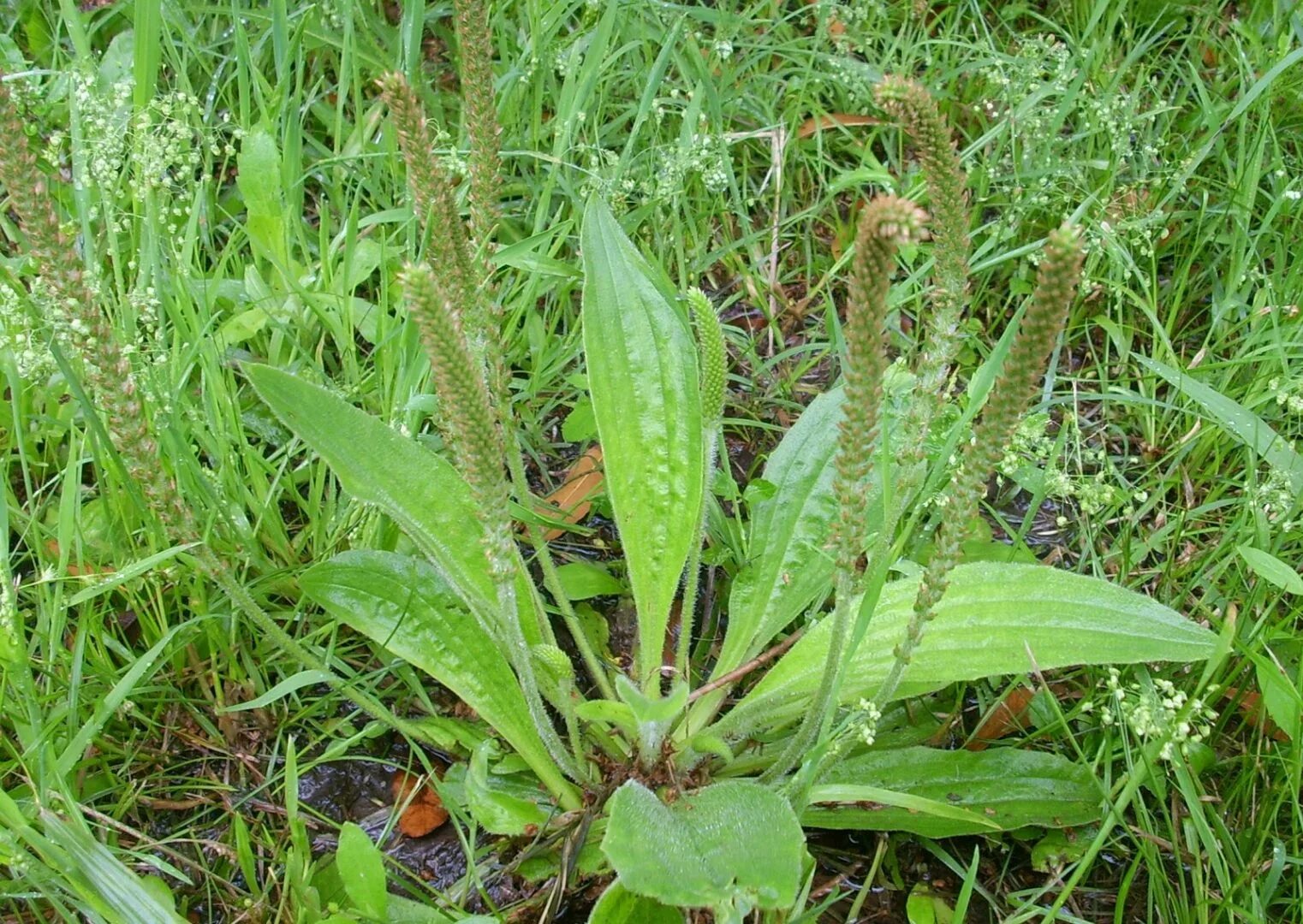 Подорожники 7. Подорожник полевой. Plantago Major корень. Подорожник широколистный. Подорожник ланцетный.