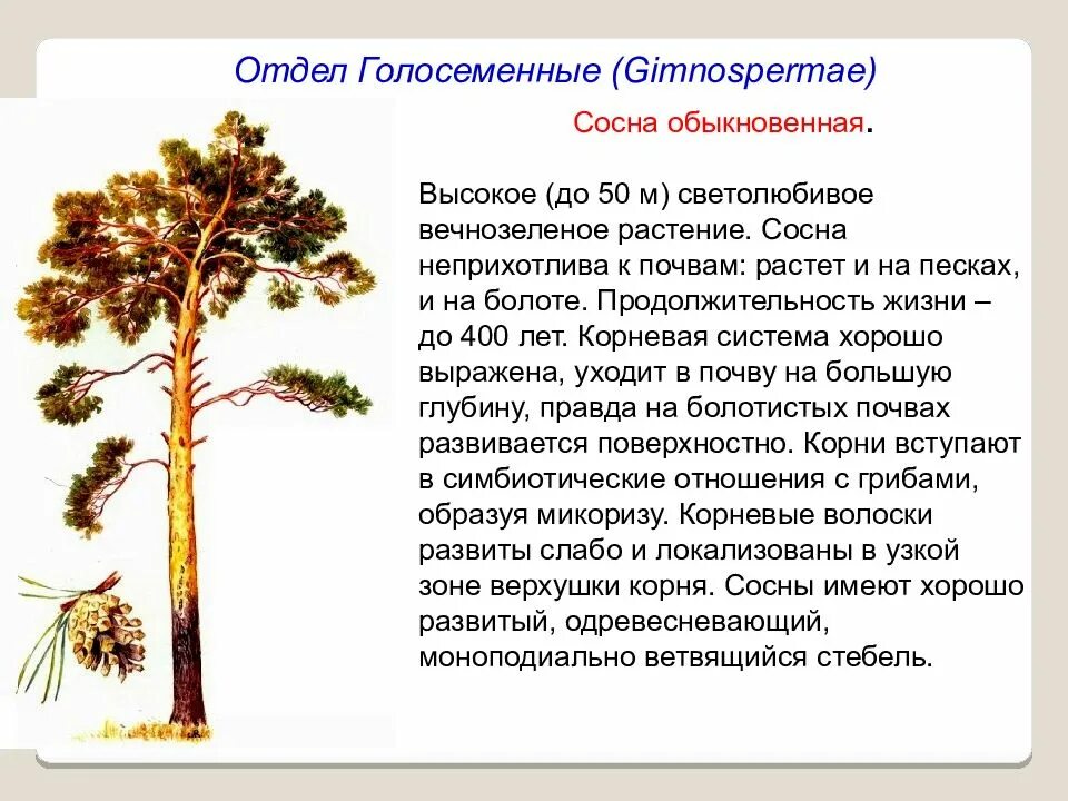 Какой тип питания характерен для сосны. Голосеменные сосна обыкновенная. Хвойные Голосеменные сосна обыкновенная. Голосеменные растения сосна обыкновенная сообщение. Отдел Голосеменные сосна обыкновенная.