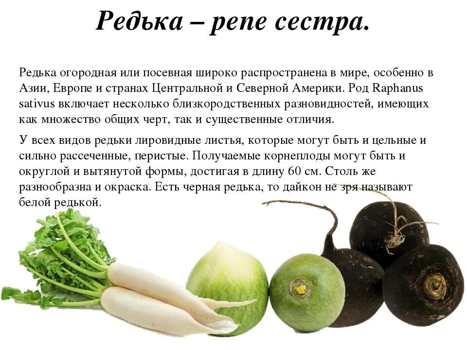 Редька польза и вред. Репа и редька. Репа и редька отличие. Репа и редька в чем разница. Разница репы и редьки.