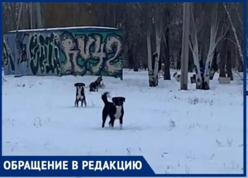 Страшные нападение собак. Нападение собаки Качканар. Нападение собаки в Краснотурьинске.