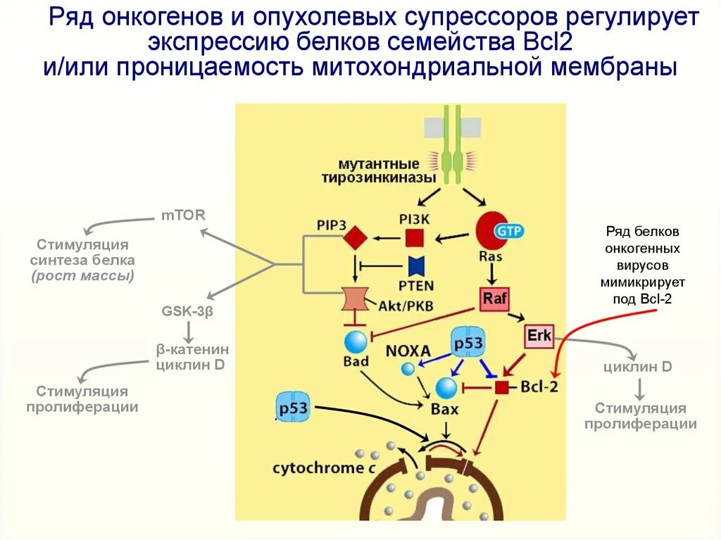 Что стимулирует синтеза белка?. Стимуляция синтеза белка. Стимулирует Синтез белков. Вещества стимулирующие Синтез белка. Гормоны стимулирующие синтез белка