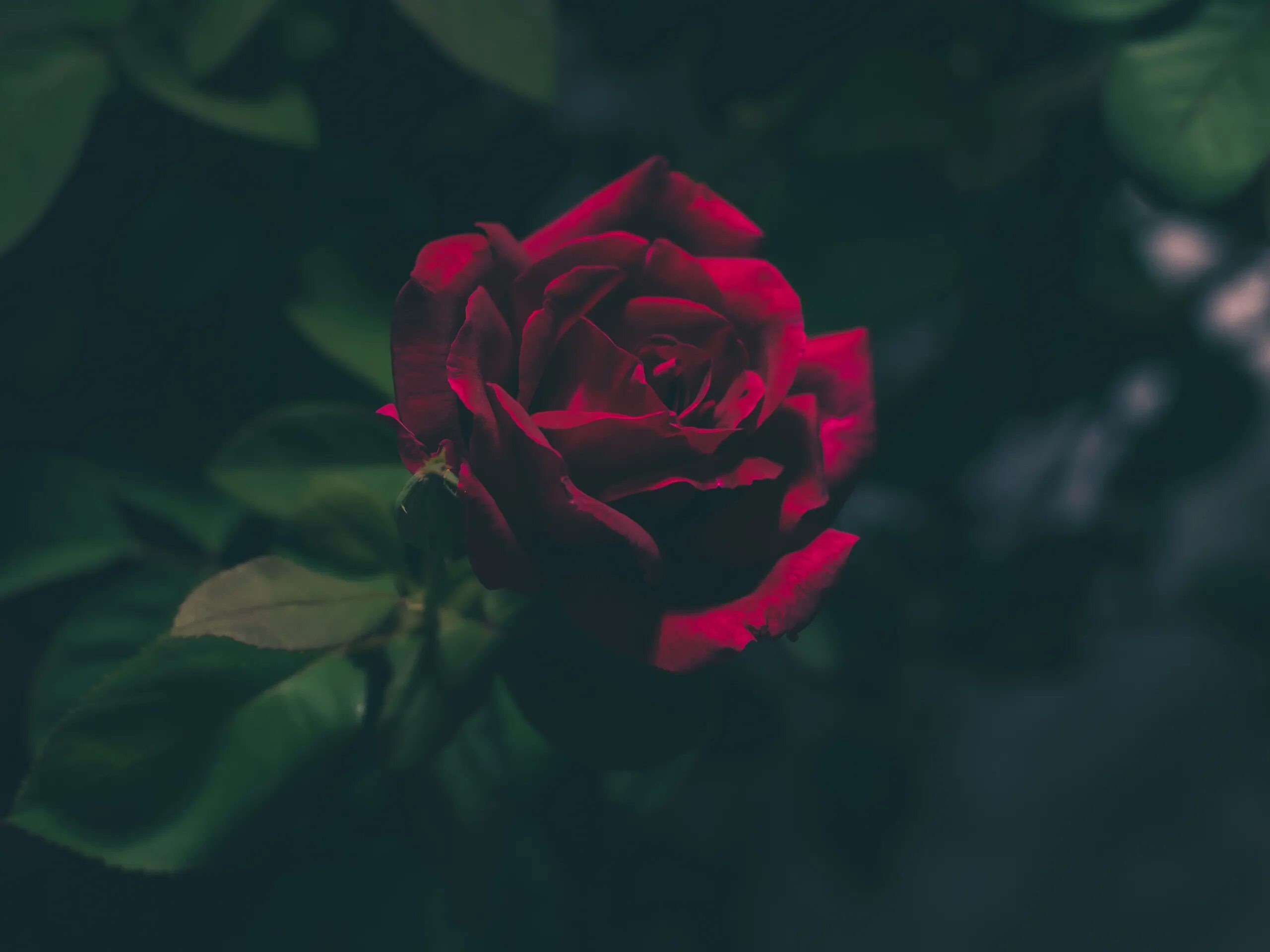 The dark flower