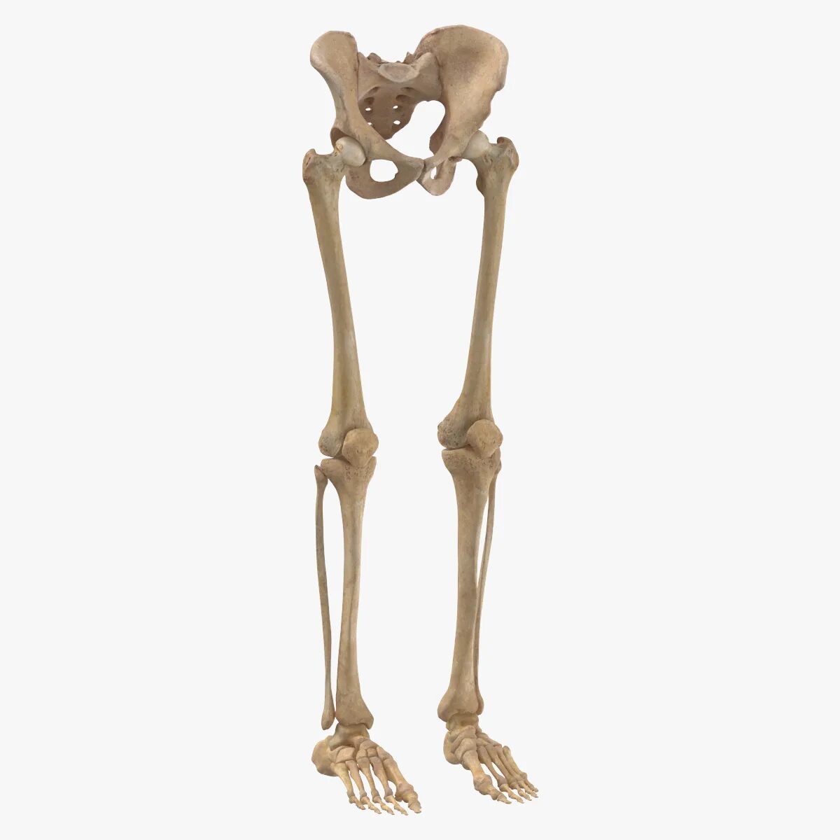 Bones model