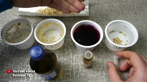 Сколько времени замачивать семена помидор в марганцовке