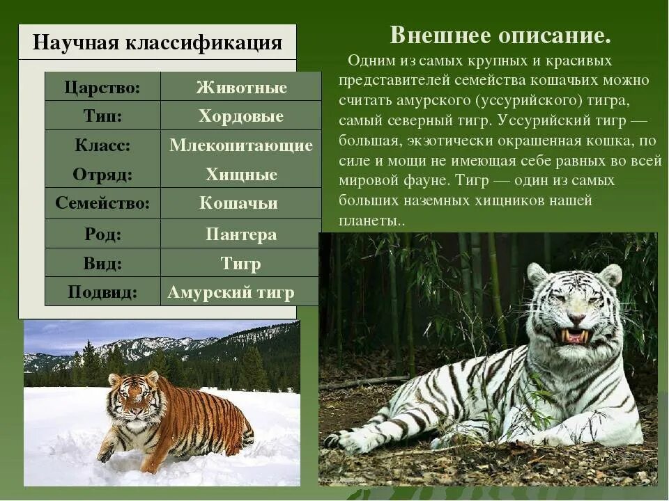 Тигр где находится история 5 класс. Уссурийский тигр систематика. Амурский тигр описание. Описание лемурского тигра.