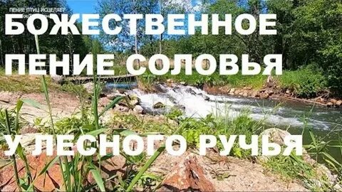 Слушать пение птиц и журчание ручья
