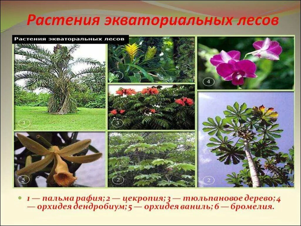 Растения в зоне влажных экваториальных лесов. Влажные экваториальные леса растения. влажные экваториальные леса р. влажные экваториальные тропические леса растения. постоянно влажные экваториальные леса растения.