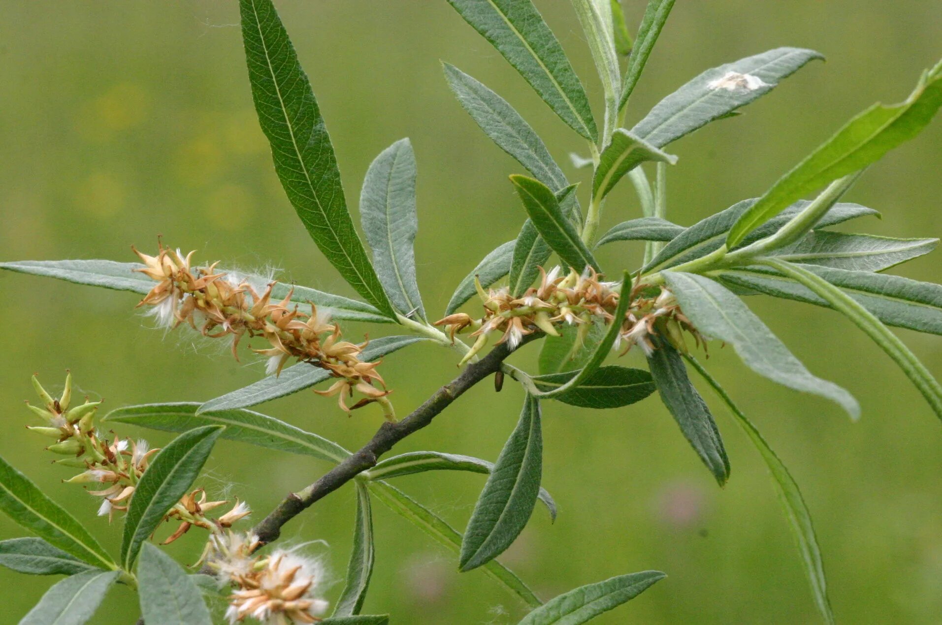 Ива специи. Ива остролистная. Ива лохолистная Salix elaeagnos. Ива остролистная Верба. Ива лохолистная Salix elaeagnos Ива лохолистная Salix elaeagnos.