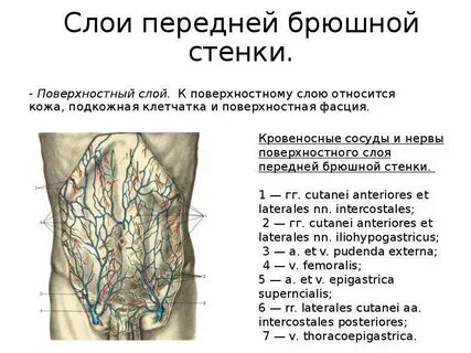 Послойное строение передней брюшной стенки