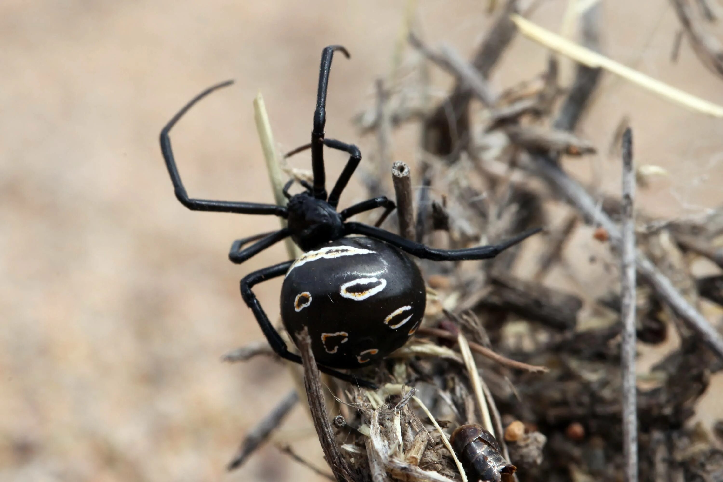 Каракурт паук. Каракурт Крымский. Крымский паук Каракурт. Каракурт (Latrodectus tredecimguttatus).