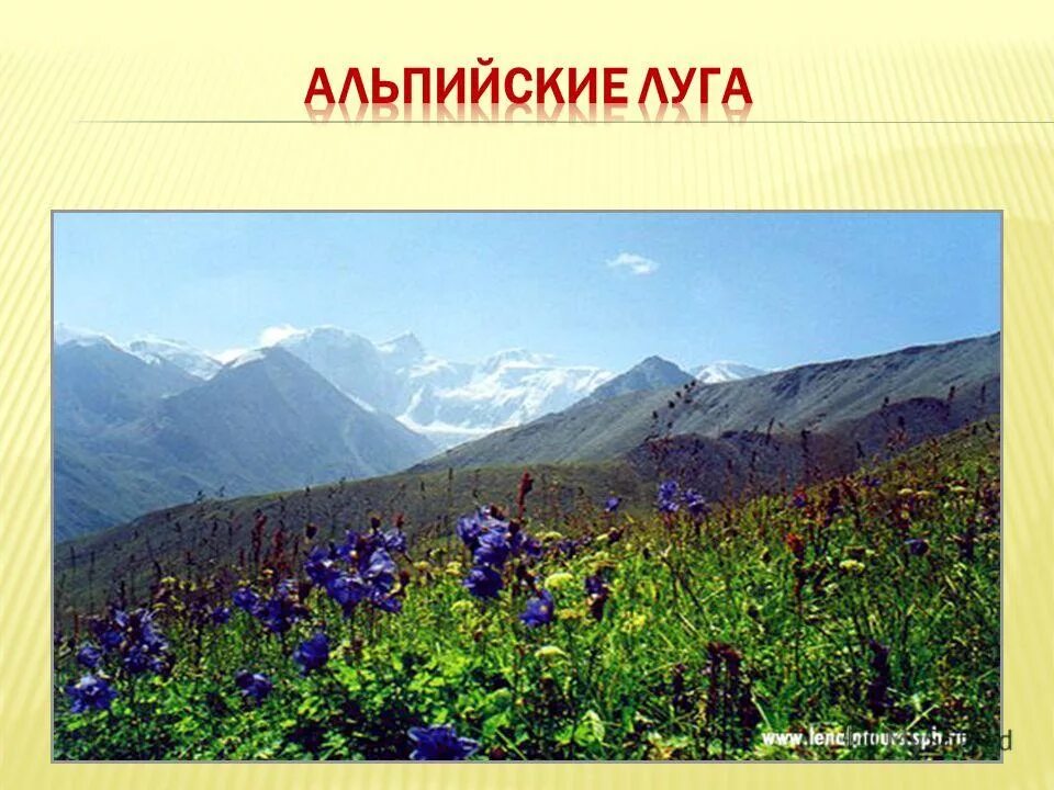 Альпийские луга описание. Архыз альпийские луга. Альпийские луга на карте. Кавказские горы субальпийские луга. Растения субальпийских и альпийских лугов краснодарского края.