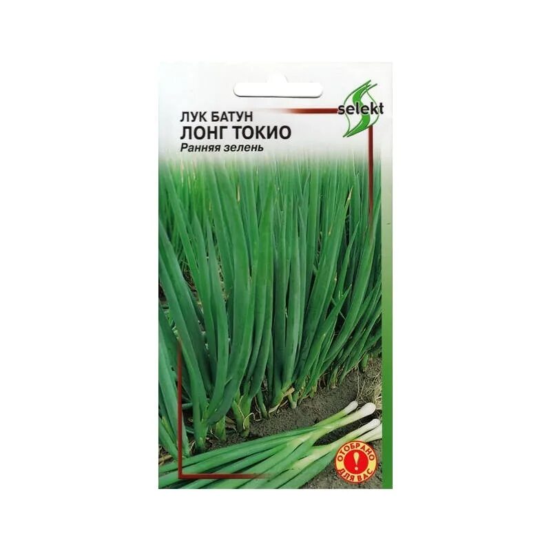 Лук батун (на перо)лонг токио. Лук батун в реальной жизни. Лук батун (на перо)лонг токио. Семена лук батун лонг токио. Лук-батун фото и описание.