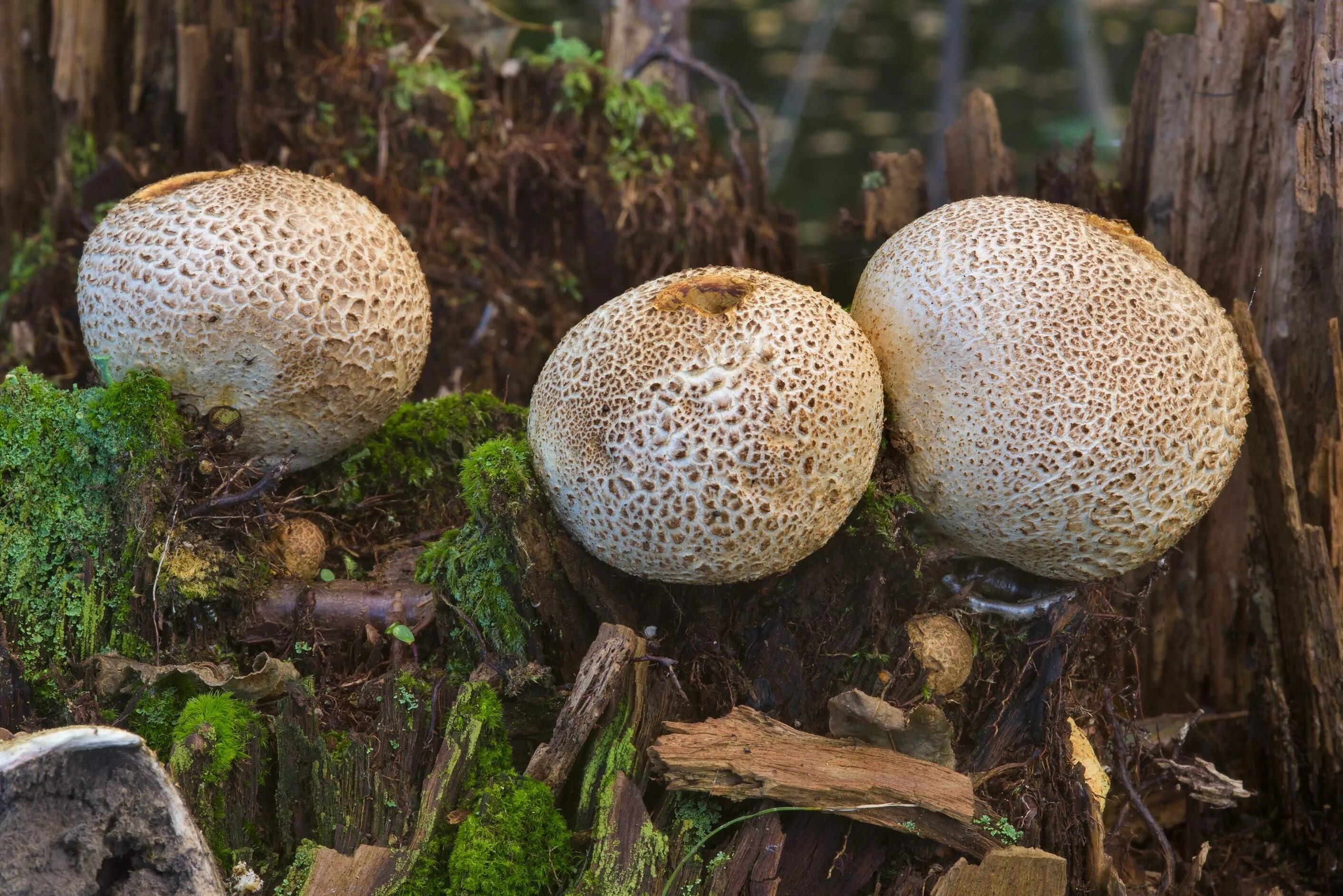 Ложнодождевик бородавчатый. Ложно дождевик. Ложнодождевик пятнистый. Гриб дождевик и ложнодождевик. Ложнодождевик ядовитый гриб.