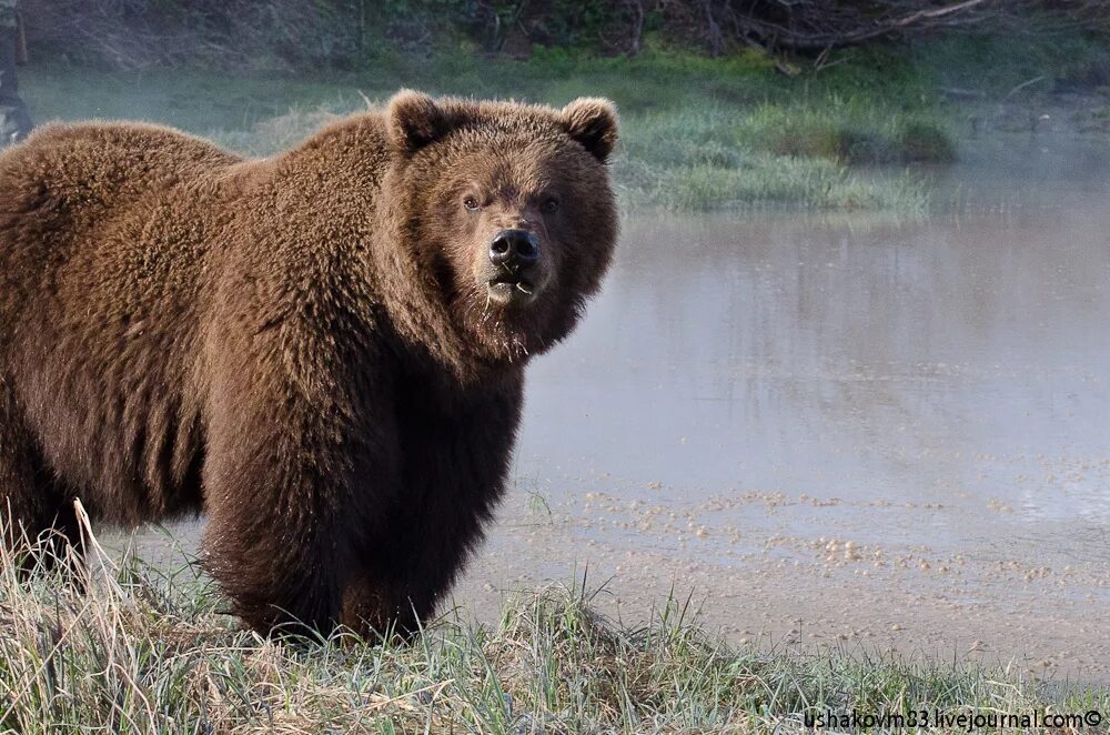 медведи крупные животные. бурый медведь кадьяк. медведи крупные животные. кадьяк (медведь) бурые медведи. медведи крупные животные.