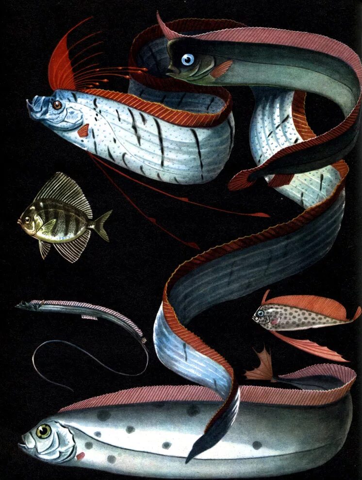 гигантский сельдяной король. сельдяной король ремнетел. сельдяной король ремнетел. сельдяной король. Regalecus glesne сельдяной король.