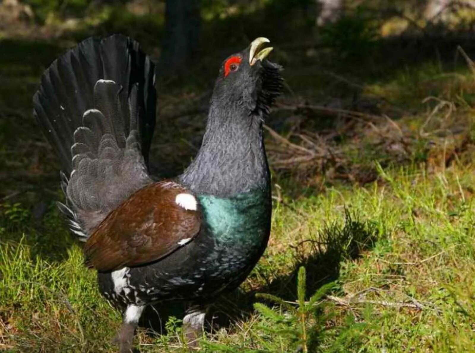 Курообразные Глухарь. Глухарь - Capercaillie. Чернобрюхий Глухарь. Таежный темный Глухарь. Глухарь где обитает природная