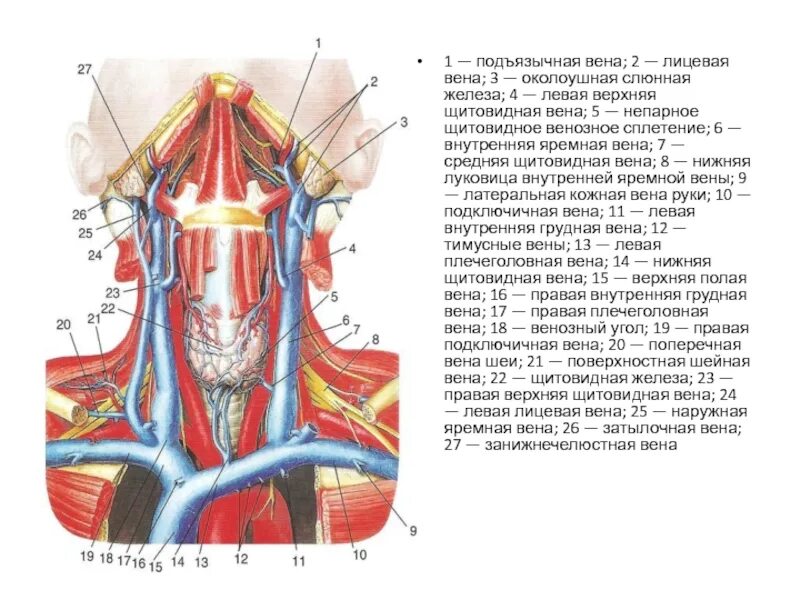 Яремная Вена и плечеголовная Вена. Глоточное венозное сплетение. Наружная яремная Вена топография. Кровоснабжающие артерии щитовидной железы. Артерии щитовидной железы