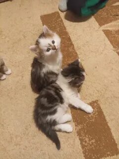 Отдают котенка 1 месяц