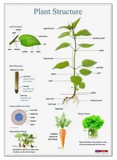 Plant structure