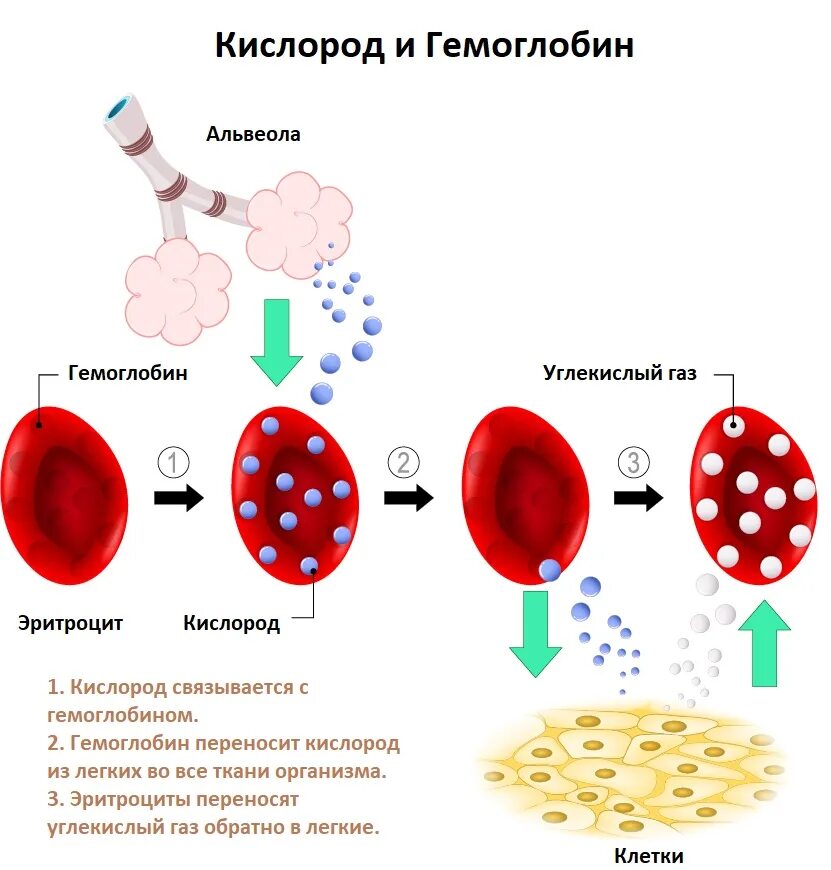 Анемия норма гемоглобина. Гемоглобин и кислород. Онкология и гемоглобин. Снижение гемоглобина в крови.