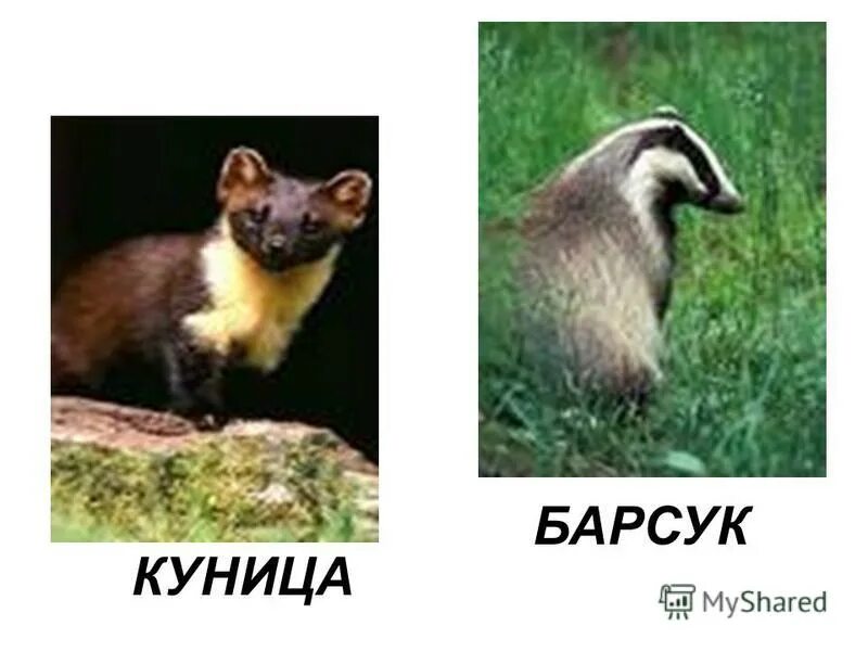 Барсук и куница