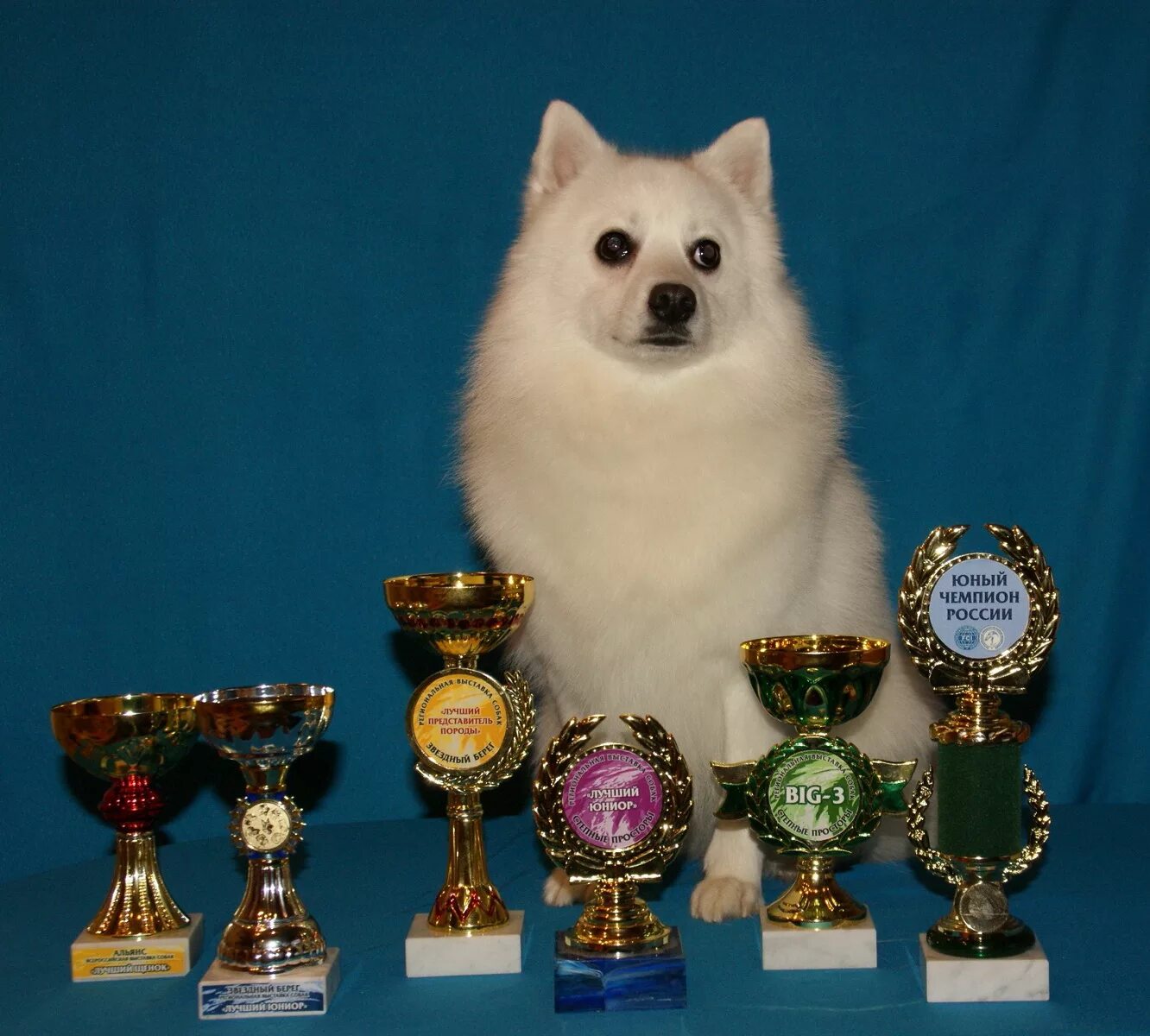 1 выставка собак. Шпиц чемпион России. Японский шпиц чемпион. Награды для собак.